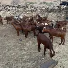 تيوس للبيع