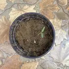 شتلة طماطم شيري كرزية
