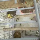 جوز كروان سبق انه بيض بس طاحت بيضته