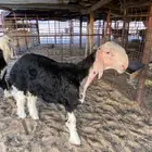 خروف نجدي صنف
