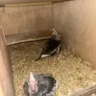 فروخ كروان هولندي