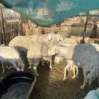 ضان حريات
