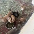 أرنب   البيع انثي وذكور