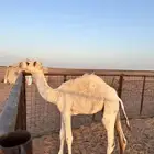 للبيع حاشي ابو 6 شهور على حليب امه