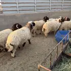 نعيمي خرفان