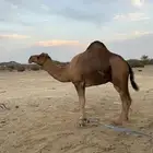 جمل حمر ضراب وعشار وهداوه