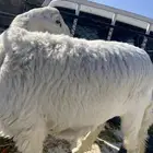 رخل دافع   غنم