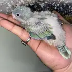 فروخ كويكر ( تم البيع )