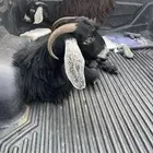 عنز وبنته