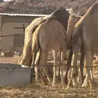 بكره