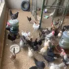 دجاج مشكل للبيع بياض وبشاير