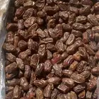 تمر سري انتاج هذا العام 1447 الافلاج
