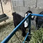 جفره عارضيه عمرها ثلاث شهور