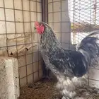 للبيع دجاج براهما