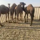 قعدان حشو الخفجي