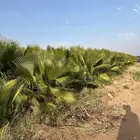 نخيل واشنطون عدد 3000 للبيع