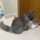 قط شيرازي ذكر معقم