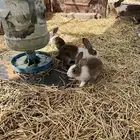 ارانب بلديه