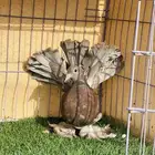 طبه رقاصي هندي