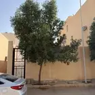 شجرة كرفس عمرها سنتين حبتين