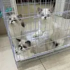 قطط للتبني عمر 4 شهور