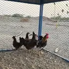 دجاج فري افرق اصيل