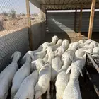 حري طيب و نضاف