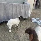 دواغير نعيم رواضيع خرفان ورخال