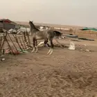 حصان شعبي