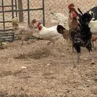تم البيع