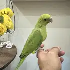 فرخ دره نهايه غر اليف بدون عض