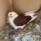 حمام إنجليزي