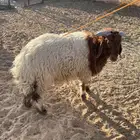 نعيمي للبيع