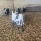 معزاء