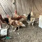 ديكه لوهمان