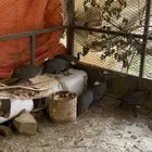 حجل حبشي