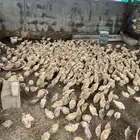 سمان 700 حبه
