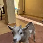 ماعز قزم