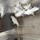 روز البينو منتجه