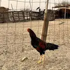 دجاج باكستناني