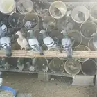 حمام زاجل اجواز منتبه البيع تفريد من جوز إلى 50 جوز