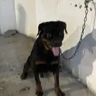 روت وايلر امريكي للبيع
