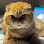 سكوتش فولد للتزاوج