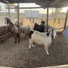 للبيع معزا