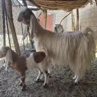 معزا كفو