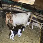 للبيع عنز طيبة متاومة