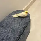 كروان أليف للبيع