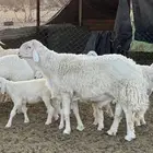 مشروع فحل فاخر من حلال ابو ياسر الزايدي
