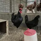 دجاج بلدي