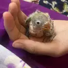 parrot for sale